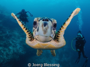 More then friendly turtle. It already knew rule number on... by Joerg Blessing 